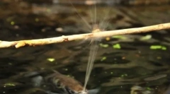 Унікальна риба-бризок бризок води, щоб знищити свою здобич (3 фотографії + відео)